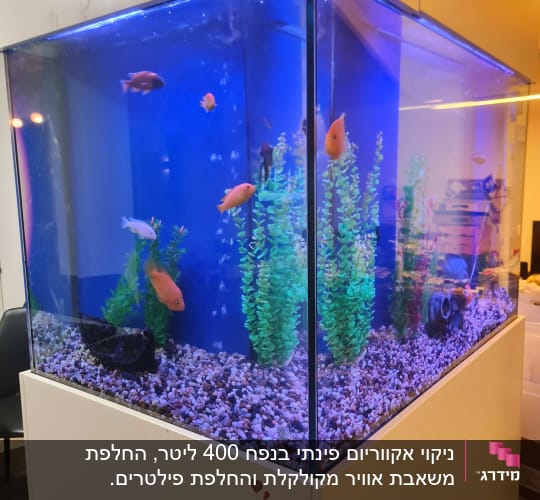 אקווריום עם דגים וצמחייה מלאכותית